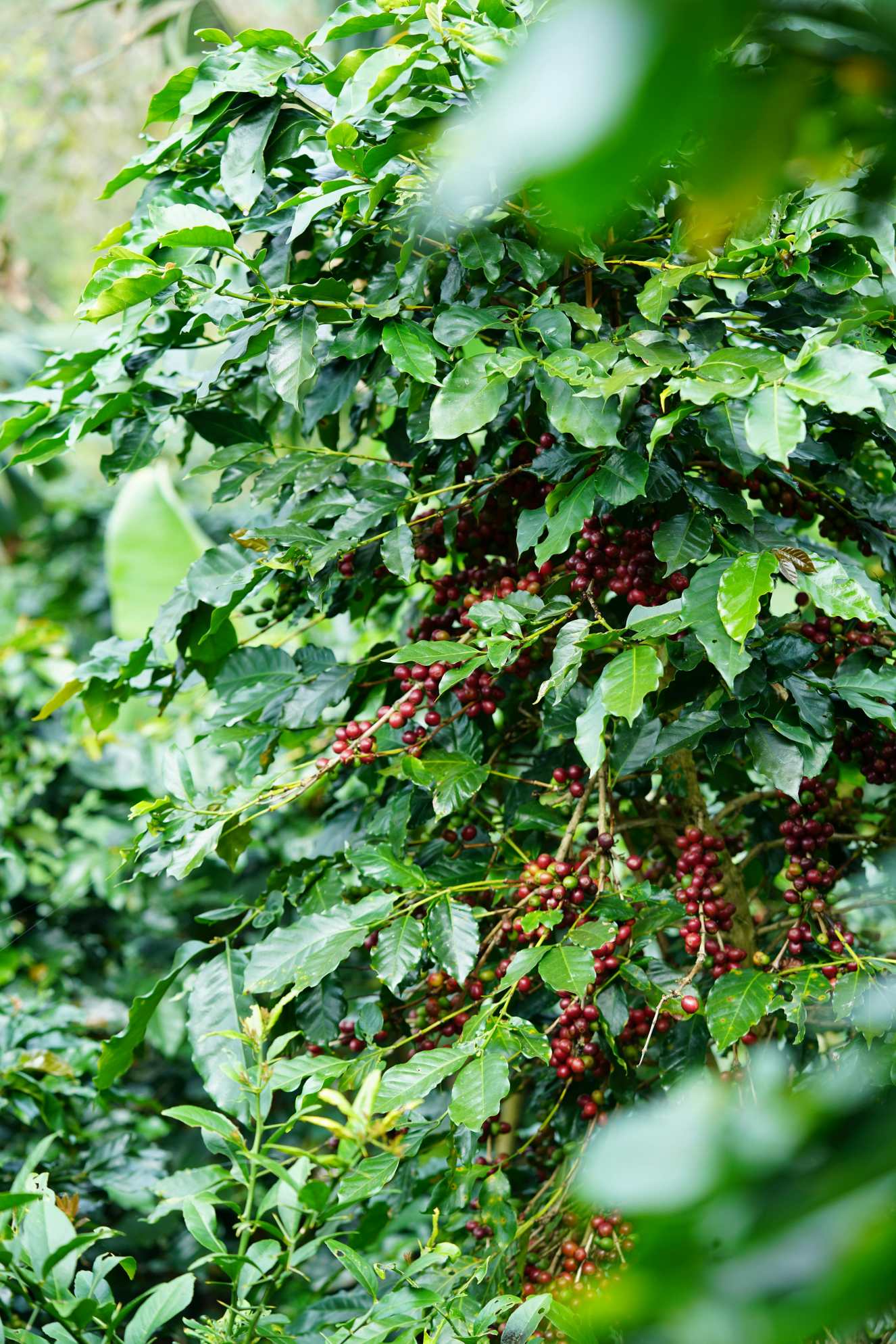 Sustainable coffee farm